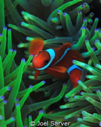 Red Clown Fish with Anenome by Joel Sarver 